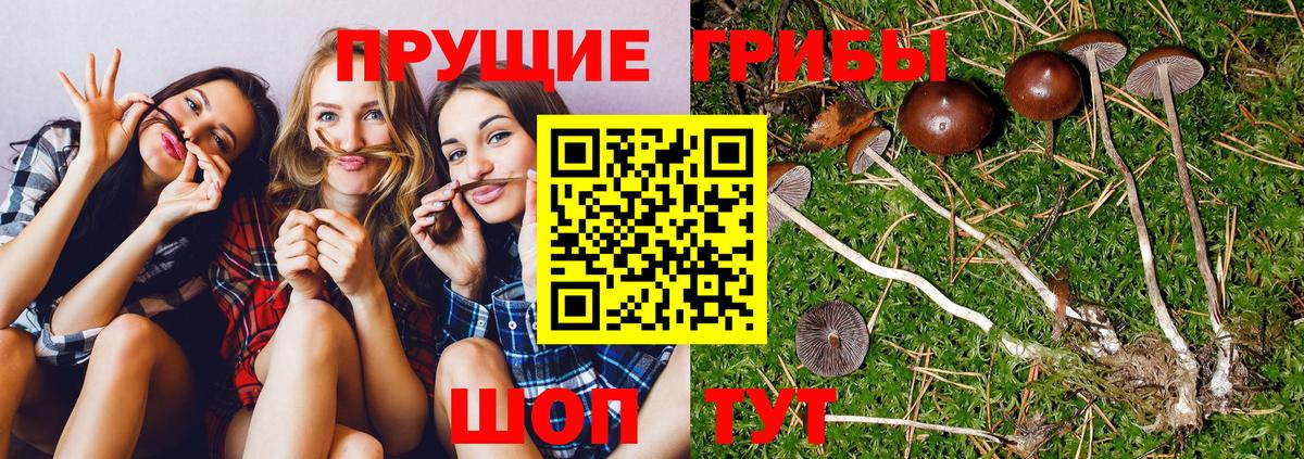 Галлюциногенные грибы Cubensis Каменск-Уральский